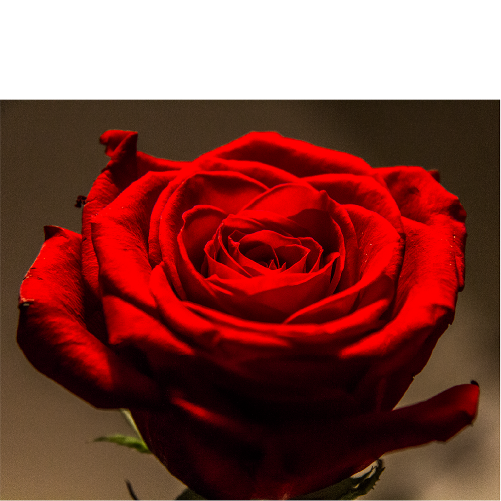 ROSE_catalogue-coll_privee-2021_Makwanda©